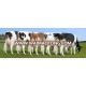 Live Dairy Cows and Pregnant Holstein Heifers Cow