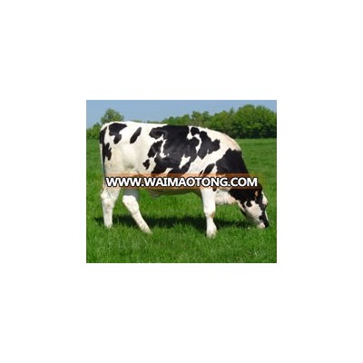 Healthy Live Dairy Cows and Pregnant Holstein Heifers Cow/Boer Goats, Live Sheep, Cattle, Lambs